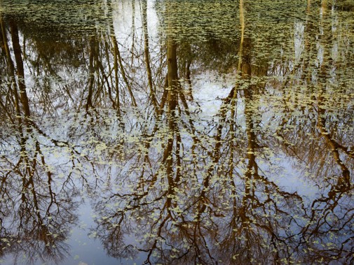 Het park van buitenplaats Beresteijn in Voorschoten