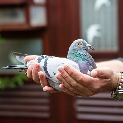 Man houdt duif in zijn handen