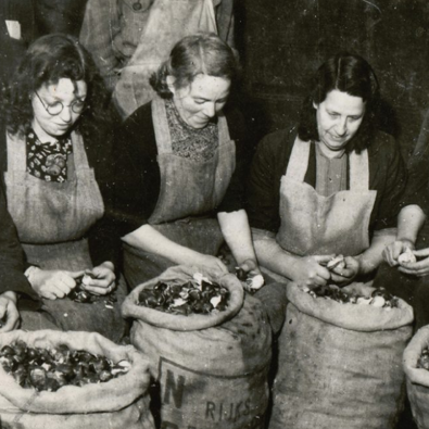 Vrouwen pellen bollen voor de centrale gaarkeuken in Rotterdam, februari 1945. (Foto: Beeldbank WO2 NIOD)