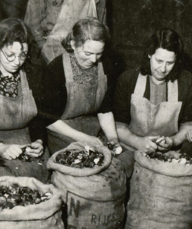 Vrouwen pellen bollen voor de centrale gaarkeuken in Rotterdam, februari 1945. (Foto: Beeldbank WO2 NIOD)