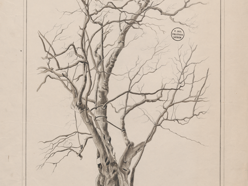 De boom, door Herman Boerhaave op het buitengoed Oud-Poelgeest geplant, J.C. Wendel, 1855, Universiteitsbibliotheek Leiden