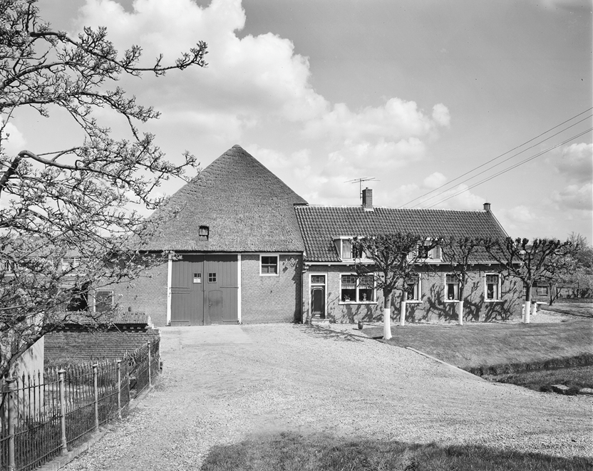 Overzicht boerderij met rietgedekte schuur, leilindes voor het woonhuis, Heinenoord (Foto: G.J. Drukker / Rijksdienst voor het Cultureel Erfgoed / CC 3.0)