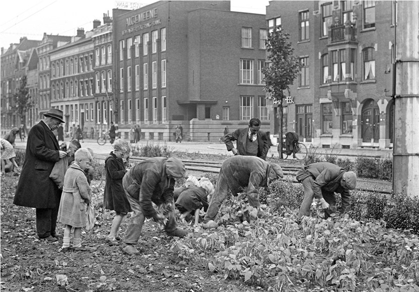 Peulvruchten oogsten op een groenstrook in hartje Den Haag, 1 september 1944 (Foto: Nationaal Archief / Spaarnestad)