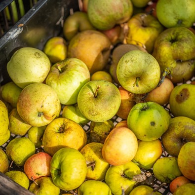 Groene appels in krat