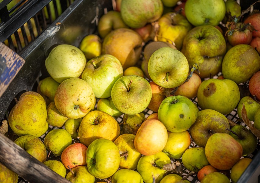 Groene appels in krat