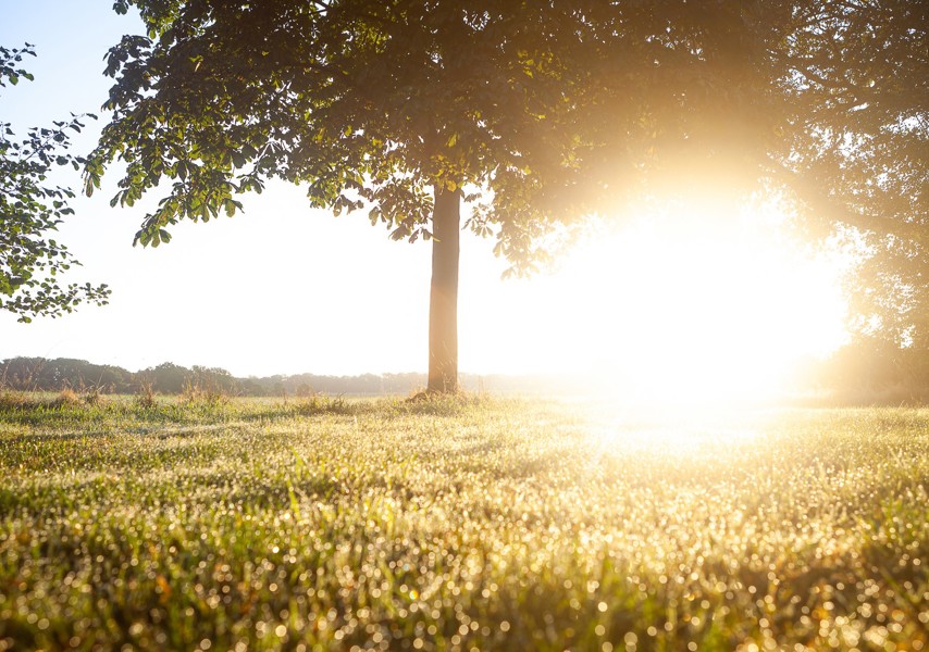 Boom met zon en grasveld