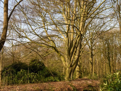 Het park van buitenplaats Beresteijn in Voorschoten