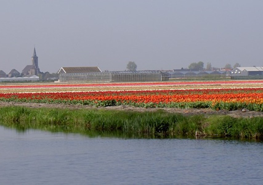 Bollenvelden langs de Leidsevaart bij De Zilk (Foto: Marca Bultink)