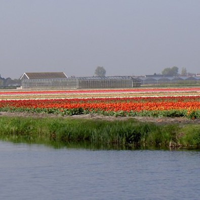 Bollenvelden langs de Leidsevaart bij De Zilk (Foto: Marca Bultink)